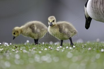 Canada goose  Branta canadensis  two goslings on grass with adult in background  London