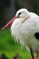 Portrait of White Stork