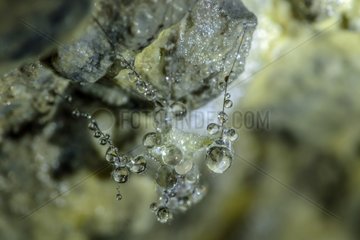Insect covered with mold and water in a cave  Cave Saint-Champ  Bugey  Ain  France