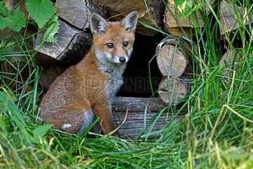Red Fox  cub out of a pile of wood stored near the forest