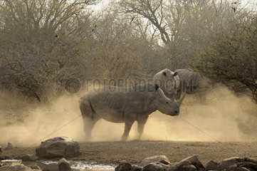 White rhinoceros female protecting her young - Kruger
