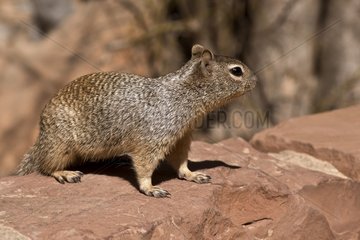 Rock Squirrel (Otospermophilus variegatus). Temple of Sinawava  Zion National Park  Utah  USA