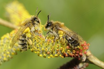 Mining Bee (Andrena praecox) on Willow catkin (Salix purpurea)  2015 April 09  Northern Vosges Regional Nature Park  France  ranked World Biosphere Reserve by UNESCO  France