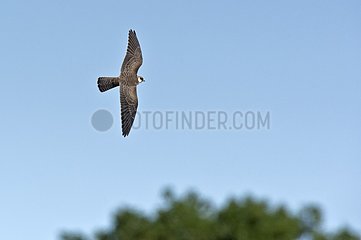 Red-footed Falcon (Falco vespertinus). Juvenile. Alme  Denmark in September