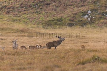 Scottish deer (Cervus elaphus scoticus) bellowing the moors and hinds. Isle of Jura  Scotland
