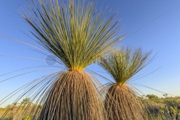Bush Grass tree in the Kalbarri National Park  Xanthorrhoea drummondi : remarkable species and characteristic of Western Australia   in semi-arid areas where it forms with the only shrub Banksia plants