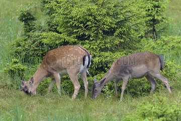 Fallow Deers (Cervus dama) in Summer  Bavaria  Germany  Europe