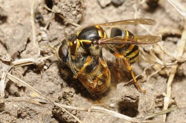 Common Wasp (Vespa vulgaris) capturing a Hoverfly  2015 July 21  Northern Vosges Regional Nature Park  France  ranked World Biosphere Reserve by UNESCO  France