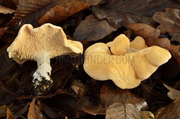 Wood hedgehog  Hedgehog mushroom  Chaumontel  Forêt de Coye  Val-d'Oise  France