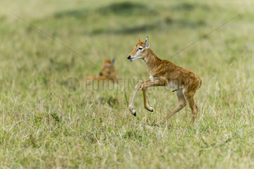 Topi new-born in Savannah - Masai Mara Kenya