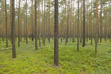 Pine forest  Upper Lusatian Moorland Biosphere Reserve  Saxony  Germany  Europe