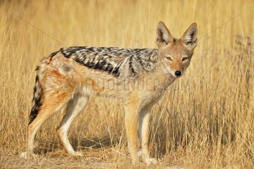 Black-backed jackal  Etosha  Namibia