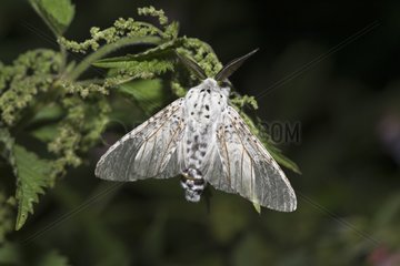 Puss Moth (Cerura vinula). Kværkeby mose  Denmark in July