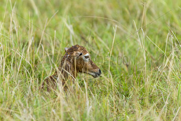 Topi new-born lying in Savannah - Masai Mara Kenya