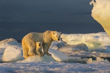 Polar Bear Cub (Ursus maritimus) beneath mother while standing on sea ice near Harbour Islands  Repulse Bay  Nunavut Territory  Canada
