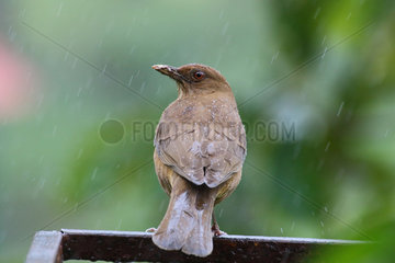Clay-colored Robin under the rain - Costa Rica
