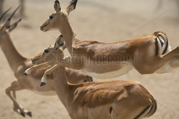 Impalas springen Masai Marareserves Kenia