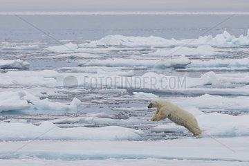 Polar bear jumping on the ice - Svalbard