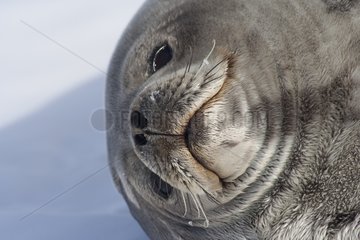 Portrait of Weddell seal on the ice Adélie Land