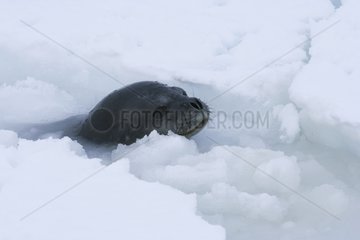 Portrait of Weddell seal out of the water Terre Adélie