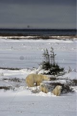 Polar bear female and its bear cubs State of Manitoba