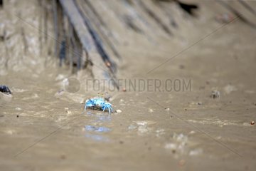 Blue fiddler crab in the mangroves - Malaysia Sarawak