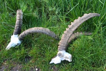 Horns of Spanish Ibex and Alpine Ibex on grass