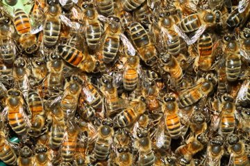 Swarm of Honeybees - France