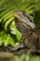 Portrait of Eastern Water Dragon - Queensland Australia