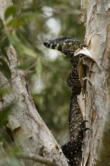 Lace goanna on a trunk - Queensland Australia