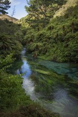 Blue spring landscape - Te Waihou walkway New Zealand