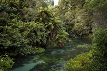 Blue spring landscape - Te Waihou walkway New Zealand