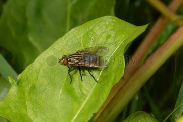 Calliphore fly on a leaf - New Zealand