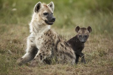 Speckled Hyena and young Masai Mara Reserve Kenya