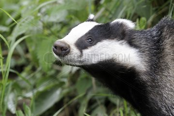 Portrait of Eurasian Badger - UK