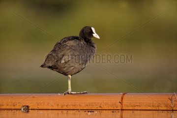 Coot standing on pipe - Midlands UK