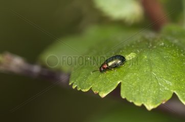 Willow Flea Beetle on a leaf - Denmark