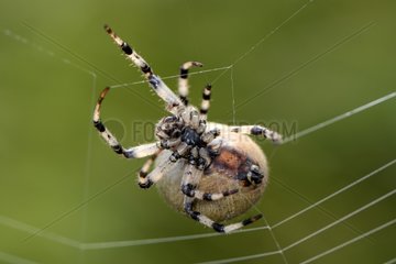 Four spot orb weaver spinning its web - Vosges France