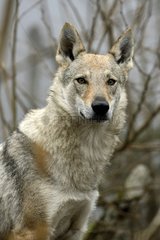 Portrait of Czechoslovak Wolf-Dog - France
