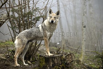 Czechoslovak Wolf-Dog on stump - France