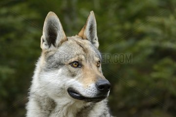 Portrait de Czechoslovak Wolf-Dog - France