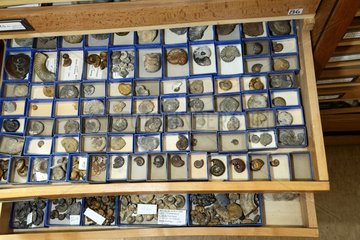 Collection of Ammonites - Museum of Natural History in Gray
