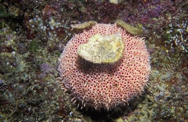 Flower Sea Urchin - Baja California Mexico
