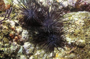 Mexican Longspined Sea Urchin - Baja California Mexico