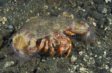 Anemone Hermit Crab and Sea anemones - Papua New Guinea