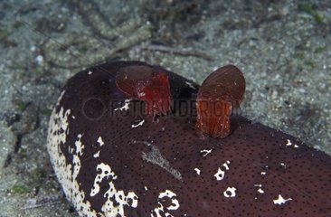 Broadclub Cuttlefish juvenile - Papua New Guinea