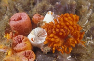 Black-gill Phestilla nudibranch - Thailand