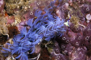 Blue Dragon Nudibranch on reef - Thailand