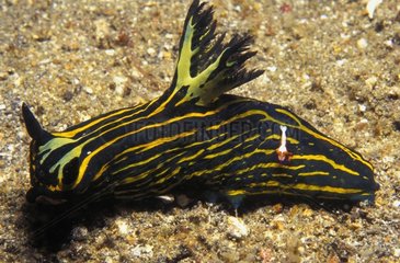 Yellowlined Roboastra sea slug with Emperor Shrimp -Thailand