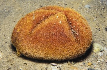 Red Heart Urchin on sand - Dominica